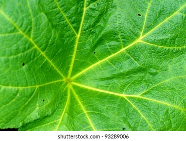 leaf