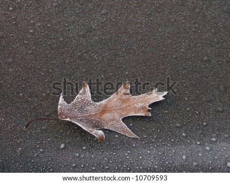 Similar – Image, Stock Photo A very special leaf