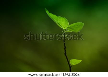 Similar – monster Leaf Green