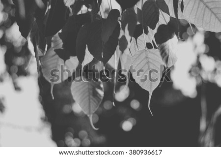 Similar – Image, Stock Photo Trees reflected in mud puddle