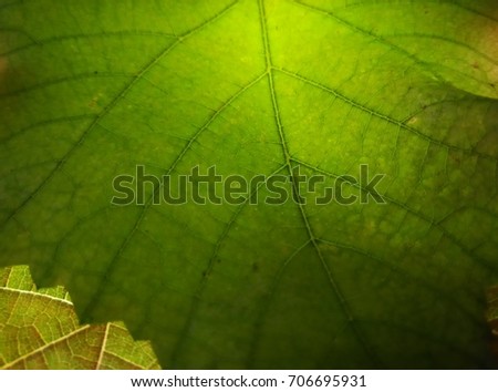 Similar – Foto Bild Blättchen III Natur