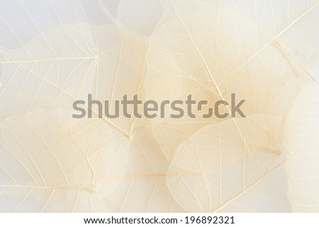 leaf abstract background