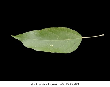 leaf, abstract, isolate, isolated, back, background, nature, tree