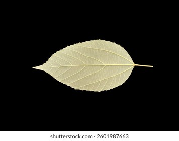 leaf, abstract, isolate, isolated, back, background, nature, tree