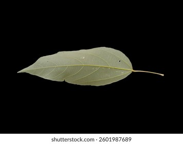 leaf, abstract, isolate, isolated, back, background, nature, tree