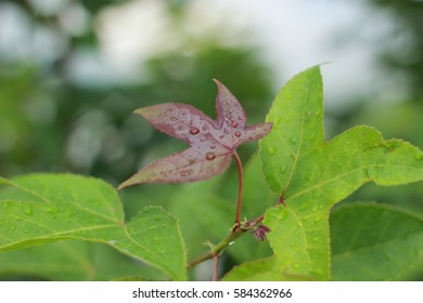 leaf after raining