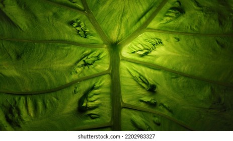 A Leaf Alocasia Macrorrhizos In Nature