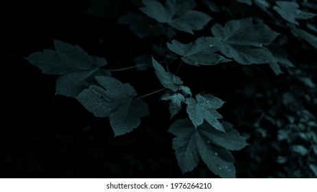 Leaf Leaf and another leaf