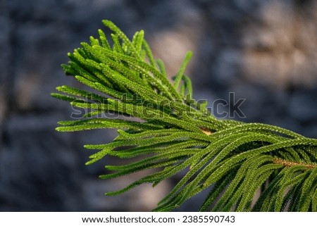 Leaf of Araucaria heterophylla or Araucaria excelsa is conifer family Araucariaceae and As its vernacular name Norfolk Island pine or Norfolk pine implies, the tree is endemic to Norfolk Island
