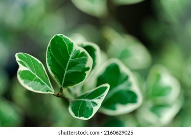 Leaf In Asia Nature At Green Bokeh Blurry Background.