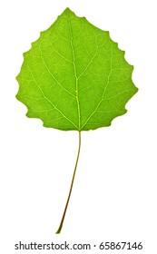  leaf of aspen on  isolated