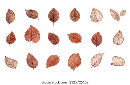 Leaf Autum on white background. Lonely emotion. Autum season. Autum background.