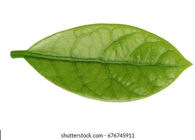 Leaf Of Avocado Isolated