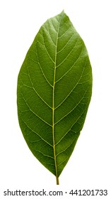 Leaf Of Avocado Plant.