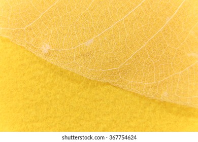 Leaf background 