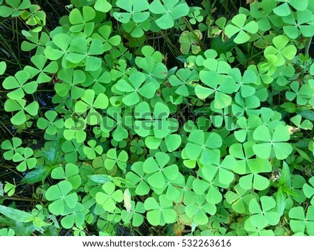 Leaf background