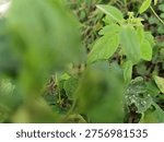 Leaf background with blurred foreground