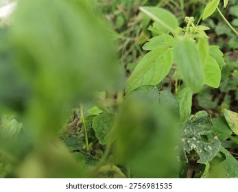 Fondo la hoja con