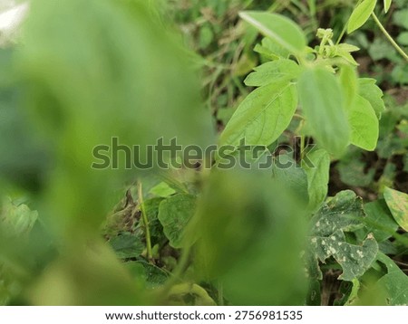 Leaf background with blurred foreground