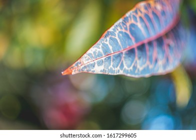 Leaf Background closeup. Selective focus.