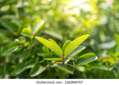 Leaf background nature