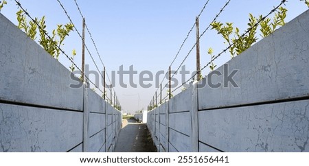 leaf barbed wire border. green leaf plant wrapped around a rowed barbed wire fence with light blue background. rusted wire twisted around wire and climbing vine.Concrete fence with barbed