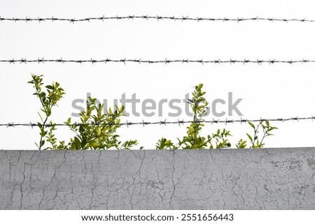 leaf barbed wire border. green leaf plant wrapped around a rowed barbed wire fence with light blue background. rusted wire twisted around wire and climbing vine.Concrete fence with barbed