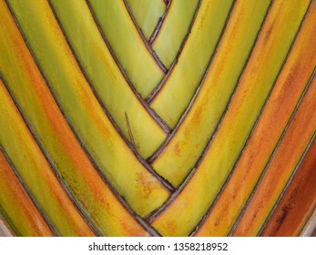 Leaf bases of  traveller's palm ( Ravenala madagascariensis ) texture