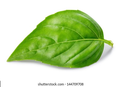 Leaf Of Basil Isolated On White Background