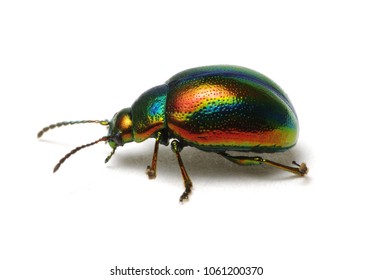 Leaf beetle Chrysolina graminis isolated on white background