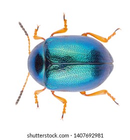Leaf beetle Colaphus sophiae isolated on white background, dorsal view of beetle. Close-up of Colaphus beetle.