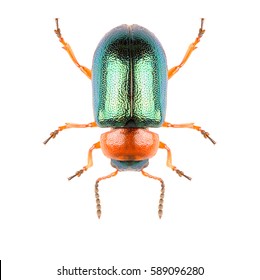 Leaf beetle Gastrophysa polygoni isolated on white background, dorsal view of beetle. Knotweed Leaf Beetle