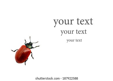 Leaf beetle on a white background. Space for text