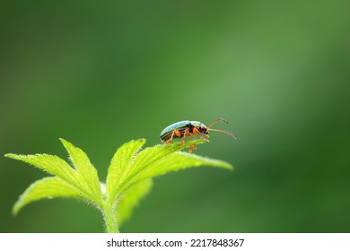 Leaf Beetle On Wild Plants, North China