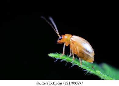 Leaf Beetle On Wild Plants, North China