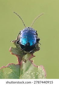 Leaf Beetle 
Phylum: Arthropoda
Class: Insecta (Insects)
Order: Coleoptera (Beetles)
Family: Chrysomelidae (Leaf beetles)
