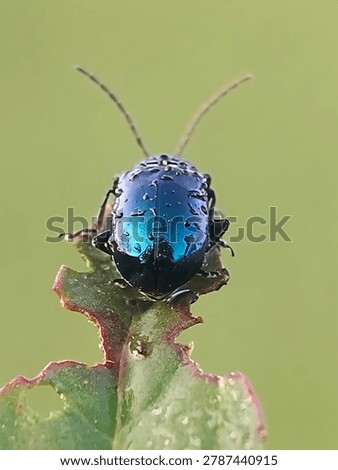 Leaf Beetle 
Phylum: Arthropoda
Class: Insecta (Insects)
Order: Coleoptera (Beetles)
Family: Chrysomelidae (Leaf beetles)
