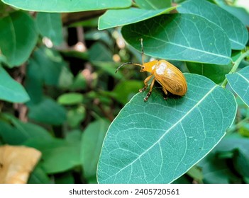 Leaf Beetle, Pumpkin Beetle, Yellow Beetle perched on a beautiful green leaf. macro shooting