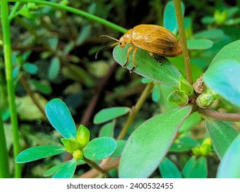 Leaf Beetle, Yellow Squash Beetle, Yellow beetle perched on green leaf. macro shoot
