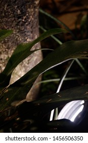 Leaf Behind Lighting, Underground Flashlight