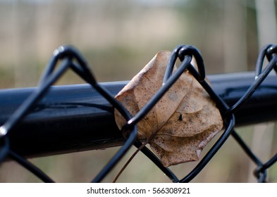 Leaf In Black Metal Mesh On Sammamish Lake Trail