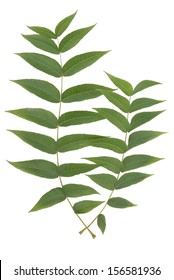 Leaf Of Black Walnut Tree