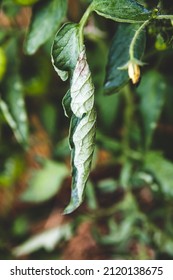 Leaf Blight From A Tomato Plant, Disease Effect, Symptoms