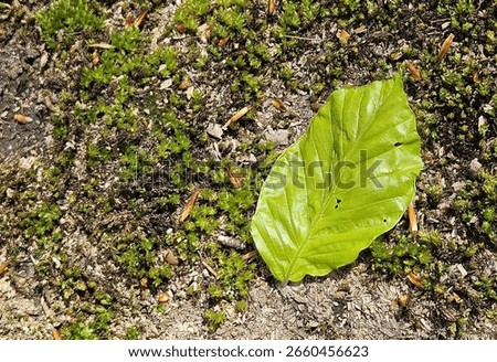 Leaf Blowing in Wind in Forest – Spring Motion Capture of Natural Movement and Seasonal Transition.