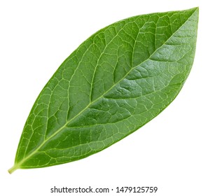 Leaf blueberry isolated on white background. Leaves Clipping Path