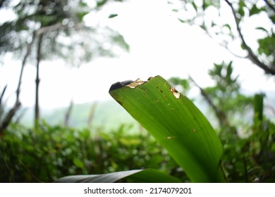 Leaf With A Blurry Background
