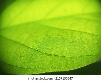 Leaf Bone Macro Photography, Leaf Bone Background, Beautiful Green Leaf