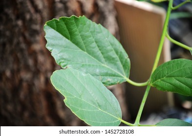 Leaf, In Botany, Any Usually Flattened Green Outgrowth From The Stem Of A Vascular Plant.