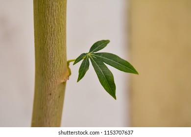 Leaf and Branch Close up