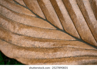 A leaf with brown veins and a brown stem. The veins are visible and the leaf appears to be dried out